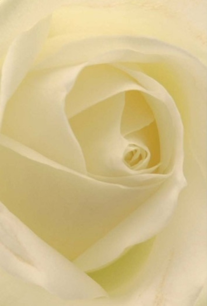 The close-up focus of this classic white rose reveals a myriad of subtle hues, from creamy ivory to pale yellow, all illuminated by soft, ambient light reminiscent of Harefield's tranquil woodlands at sunrise. Each spiral layer of petal is exact, showcasing a texture that is both creamy and softly matte, inviting onlookers to imagine the cool silk of its touch. With light subtly filtering through each fold, the rose exudes a natural radiance, hinting at purity and gentle resilience. Arranged with the care and precision familiar to Harefield florists, this bloom is perfectly suited for expressing a wide array of sentiments-from quiet apologies to declarations of love, or as an elegant centrepiece for weddings and significant gatherings. The outer petals, nearly transparent, suggest delicate vulnerability, while the flawless spiral of the core speaks to endurance and heartfelt intention. Even without fragrance, you can picture a faint, clean aroma, bringing serenity into any room. This hand-crafted rose is a beautiful reflection of the refined taste and thoughtful service provided in Harefield and its welcoming neighbourhoods.